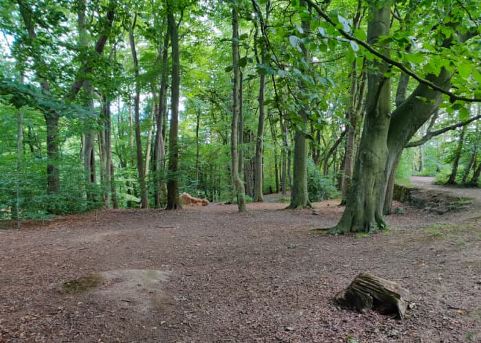 Scotland Wood Picnic