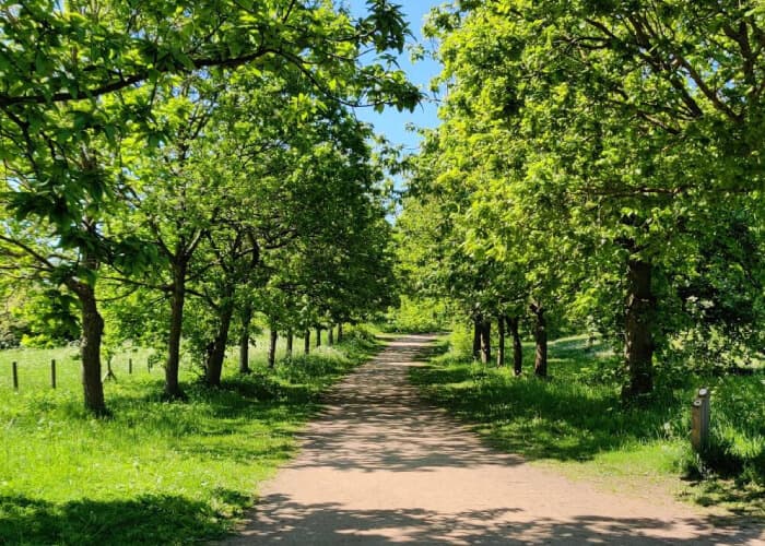 Temple Newsam woods