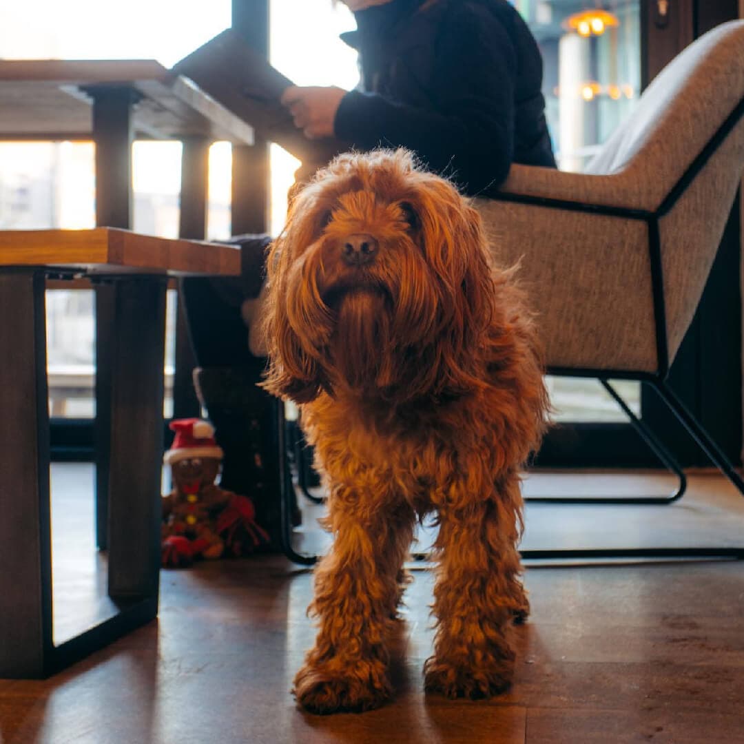Canary Bar Dog Friendly