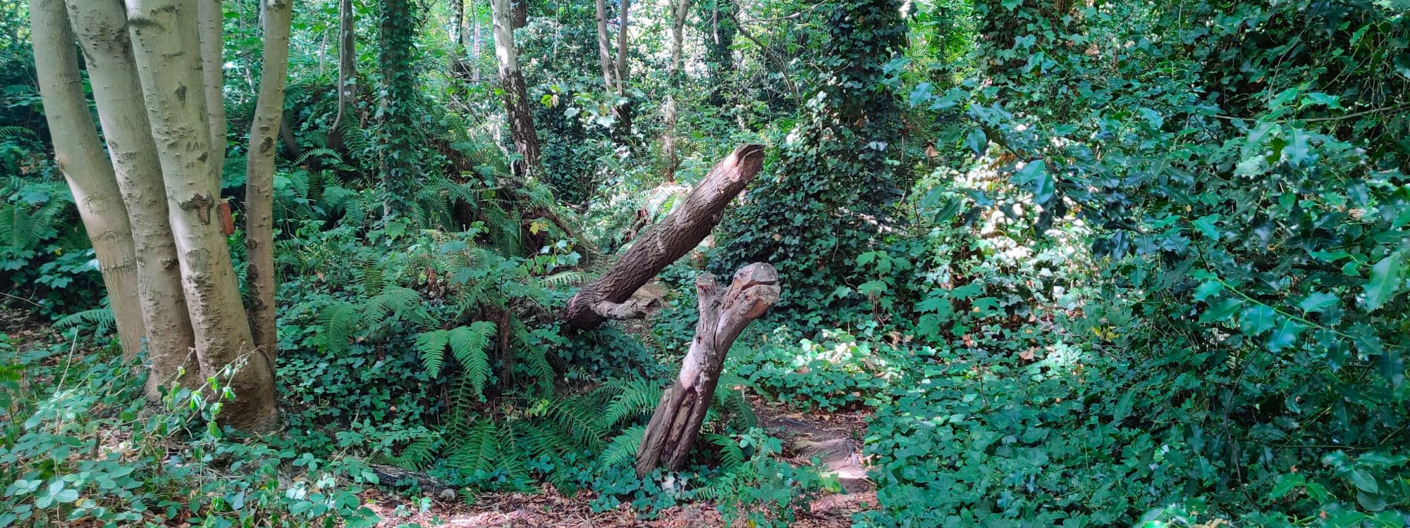 Dagmar Wood