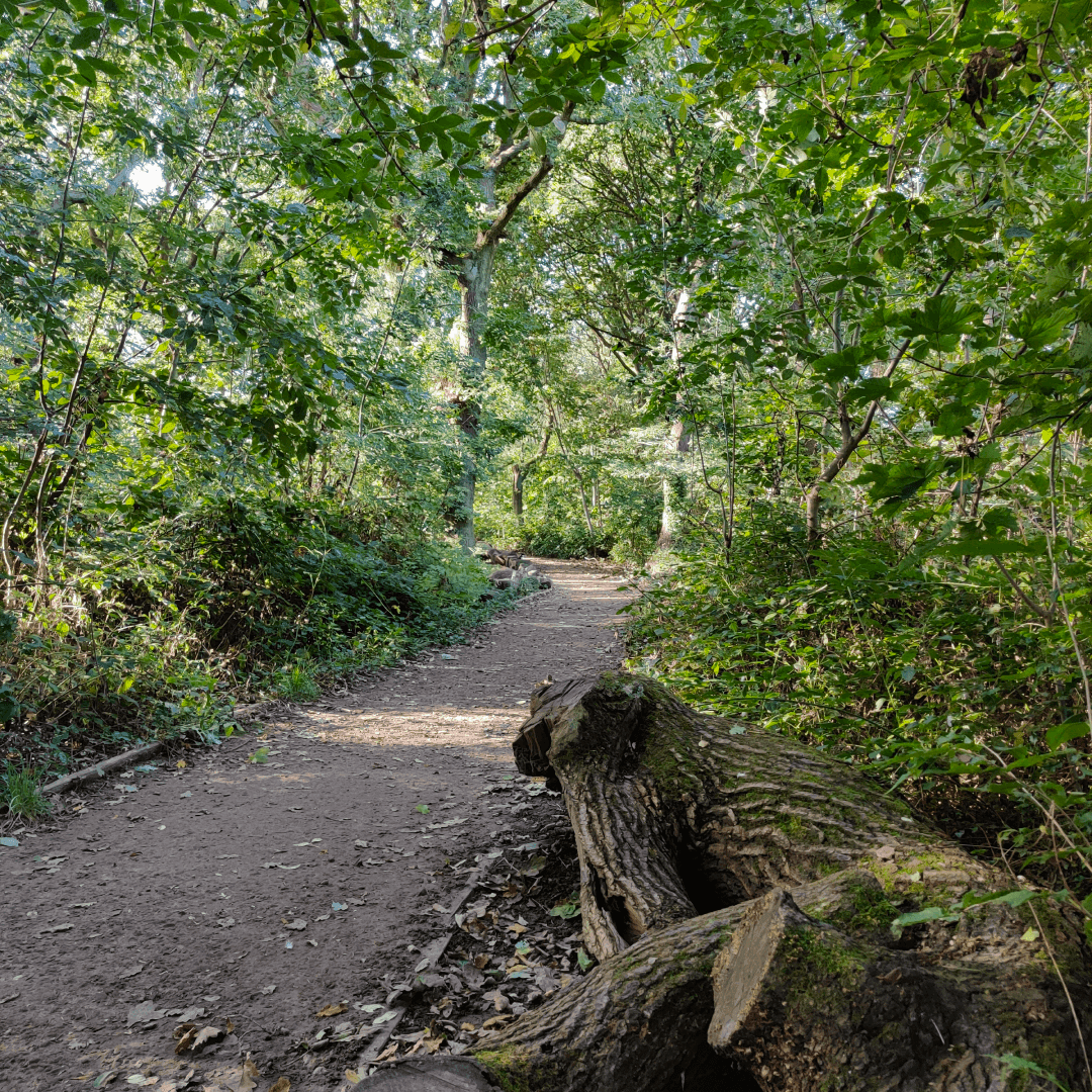 Churwell Woods