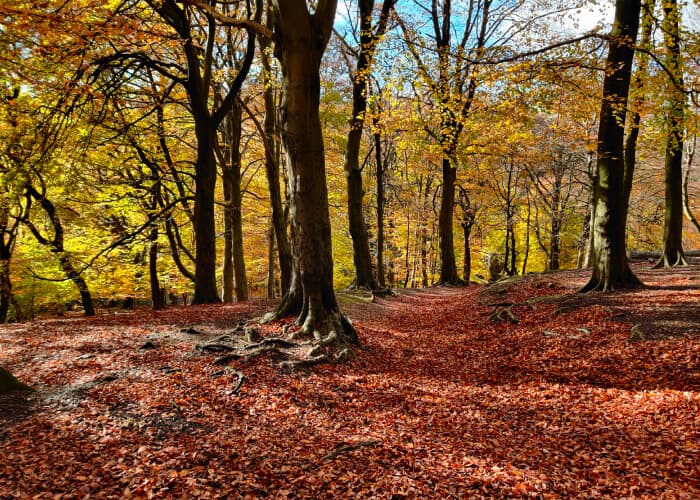 Gledhow Valley Wood