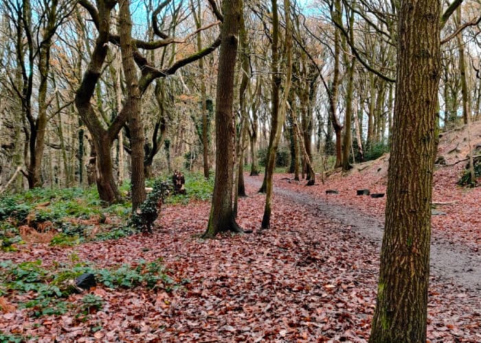 Bramley Fall Wood