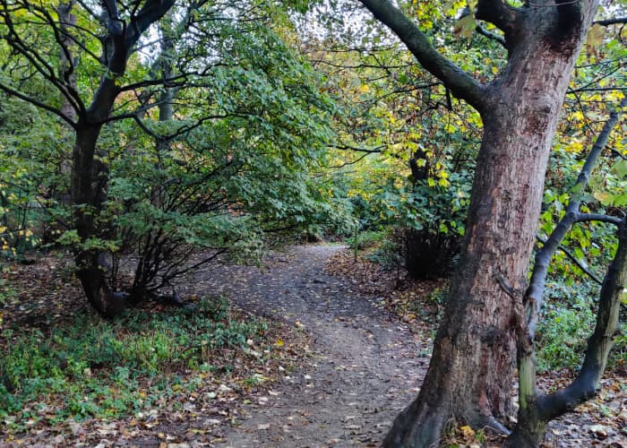 Hunger Hills Woods Leeds