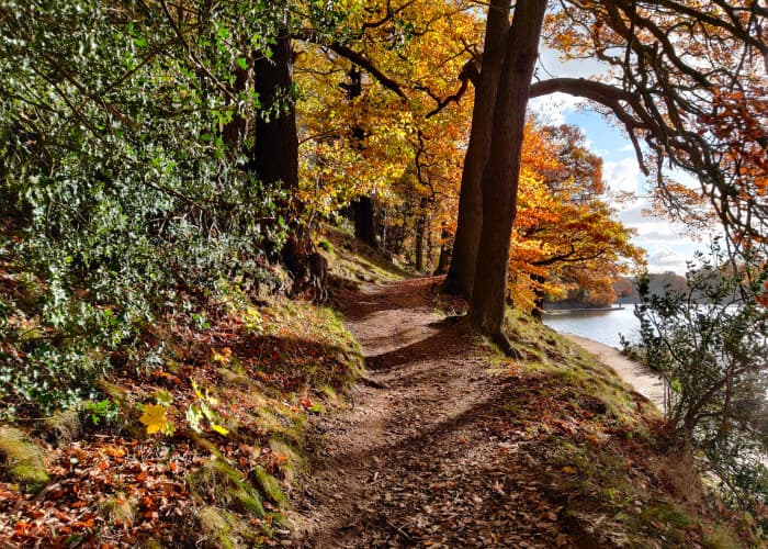 Roundhay Park Woods Leeds