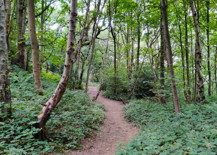Calverley Wood Leeds