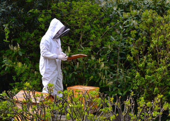 Bees in Leeds. Introducing to the city