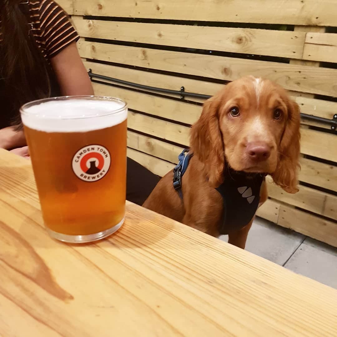 If Rooftop dog friendly