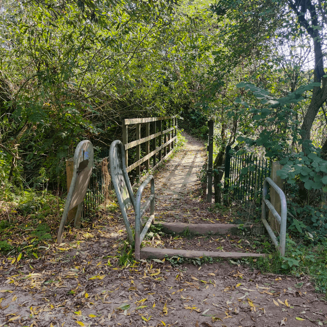 New Forest Plantation