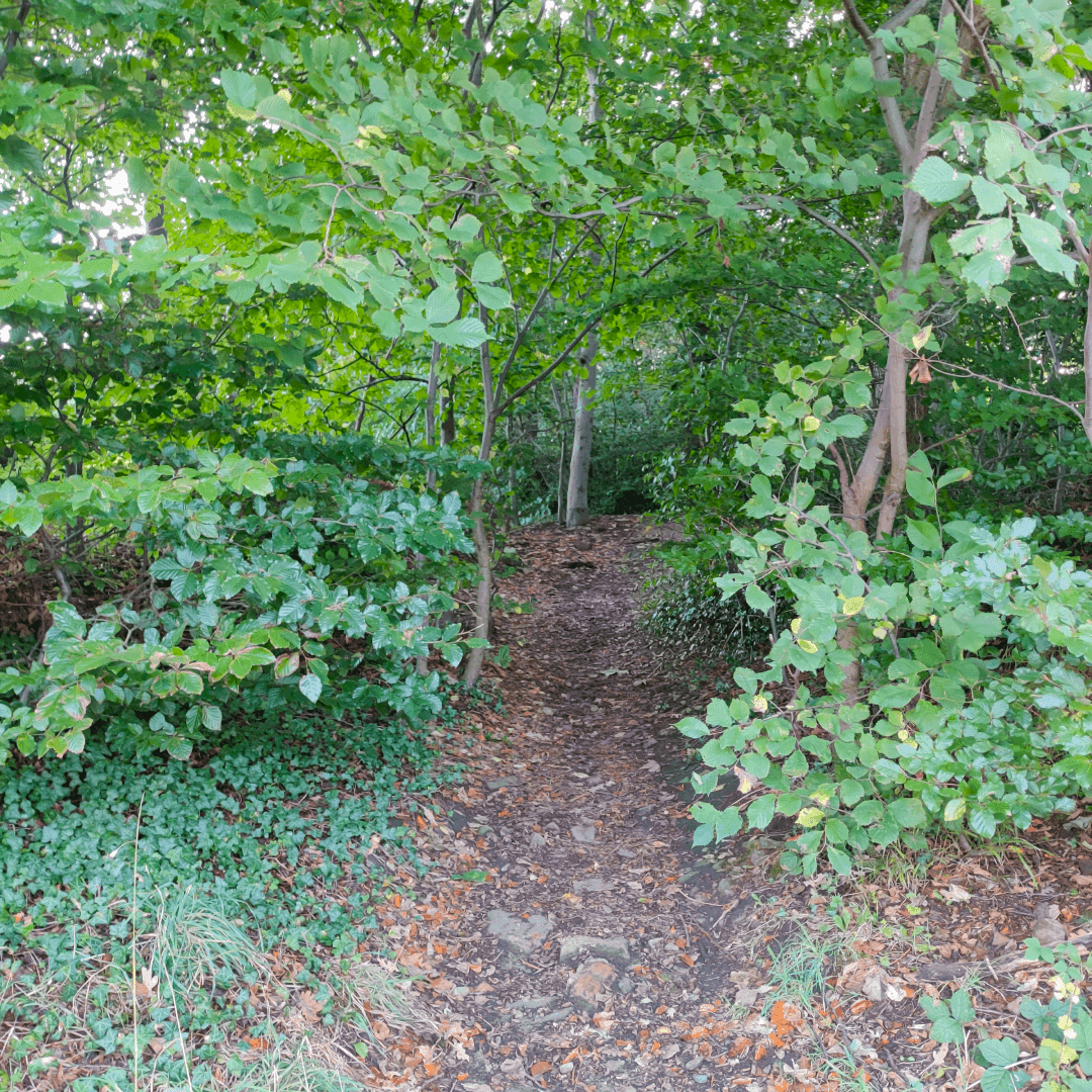 Ridge Plantation Meanwood