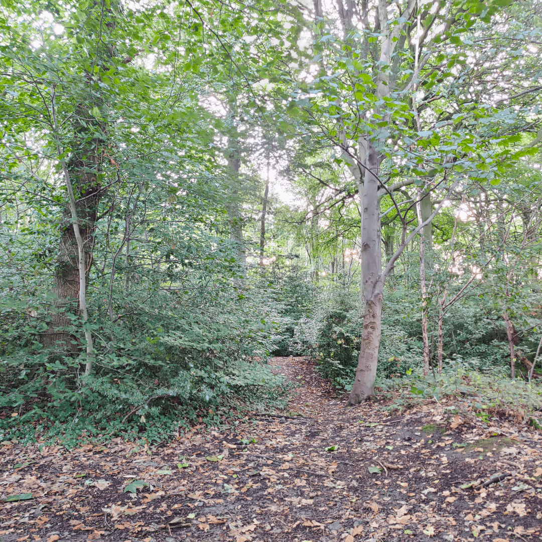 Ridge Plantation Meanwood