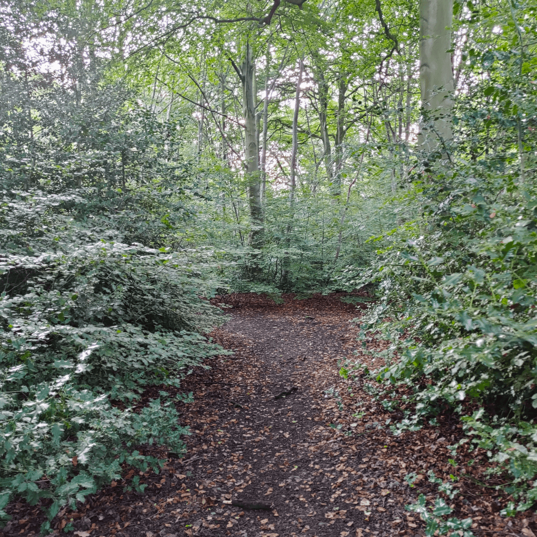 Ridge Plantation Meanwood