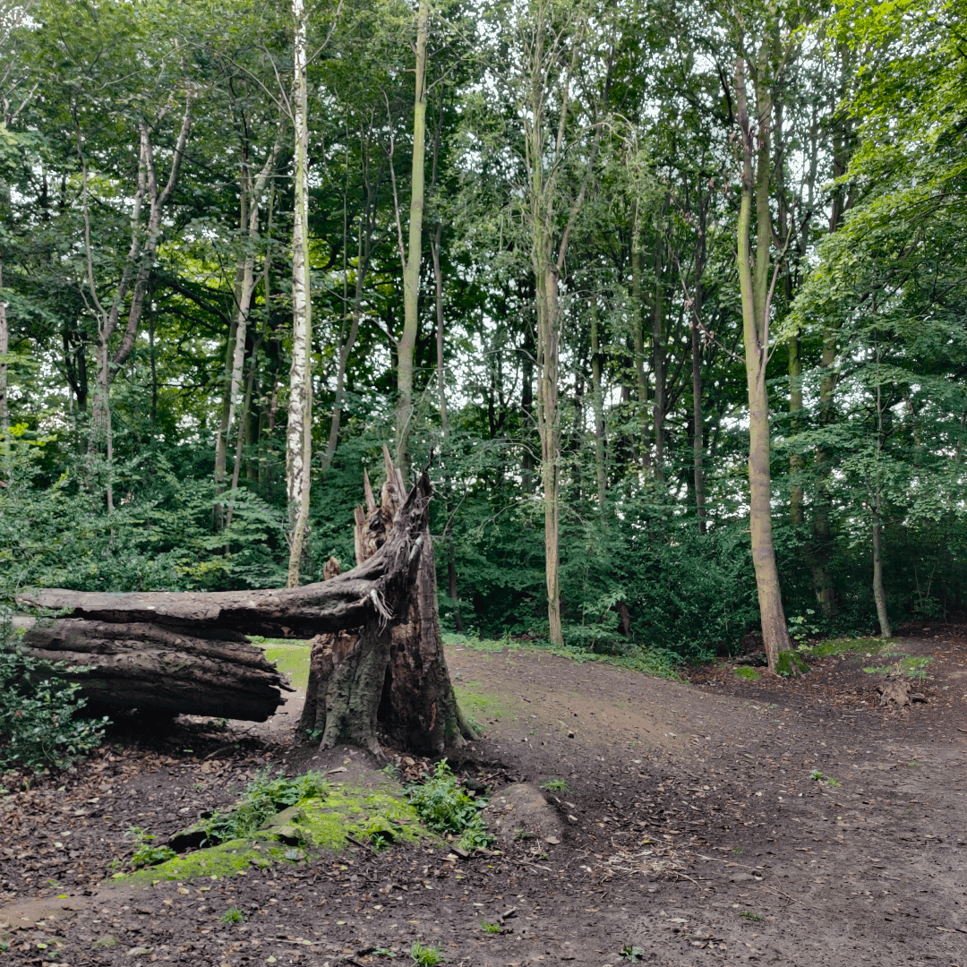Ridge Plantation Meanwood