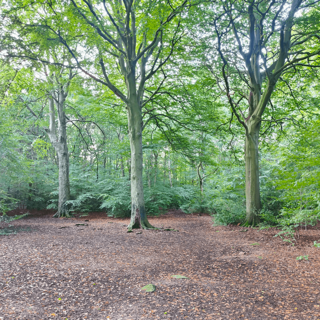 Ridge Plantation Meanwood