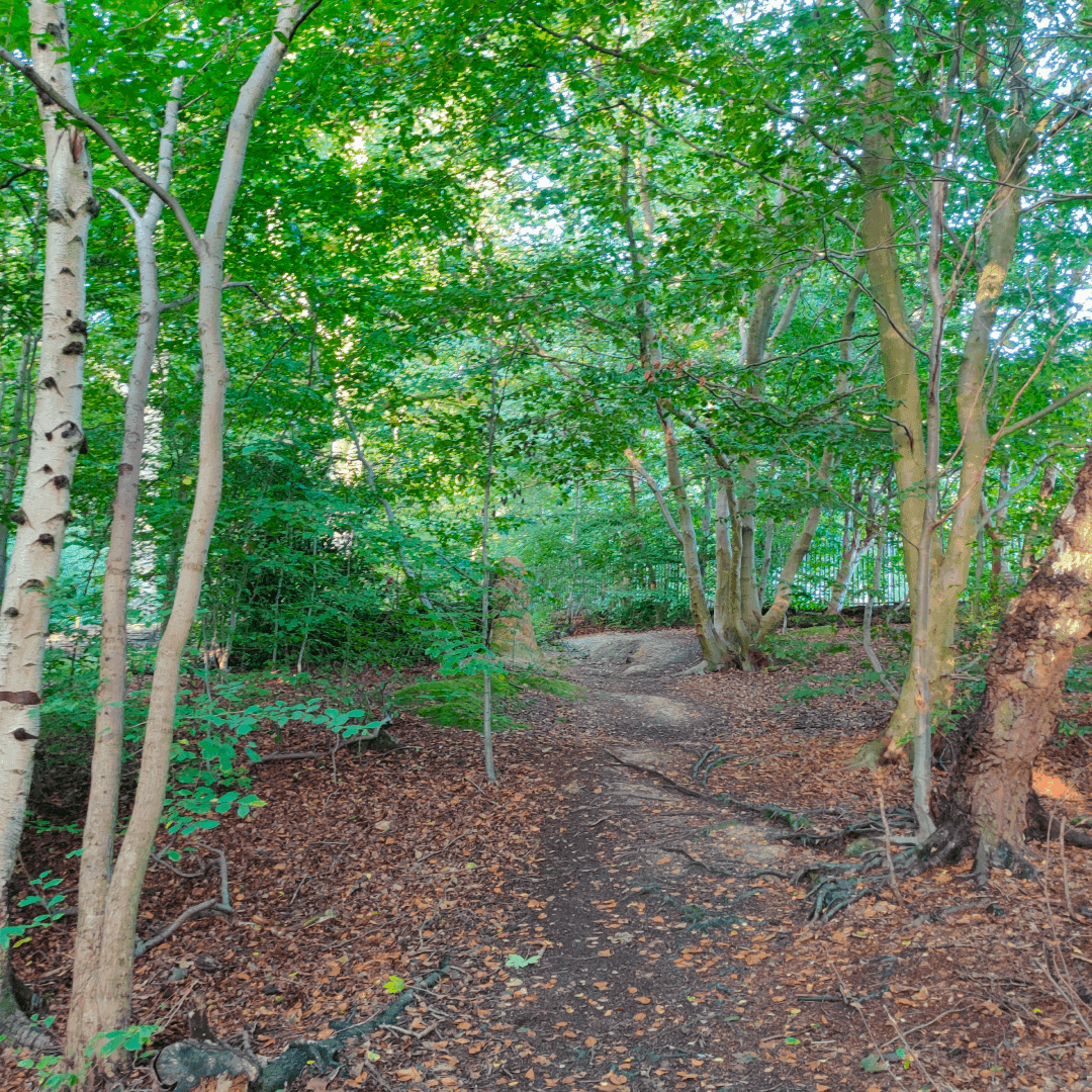 Ridge Plantation Meanwood