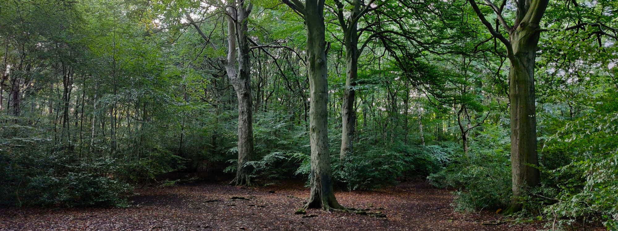 Ridge Plantation Meanwood