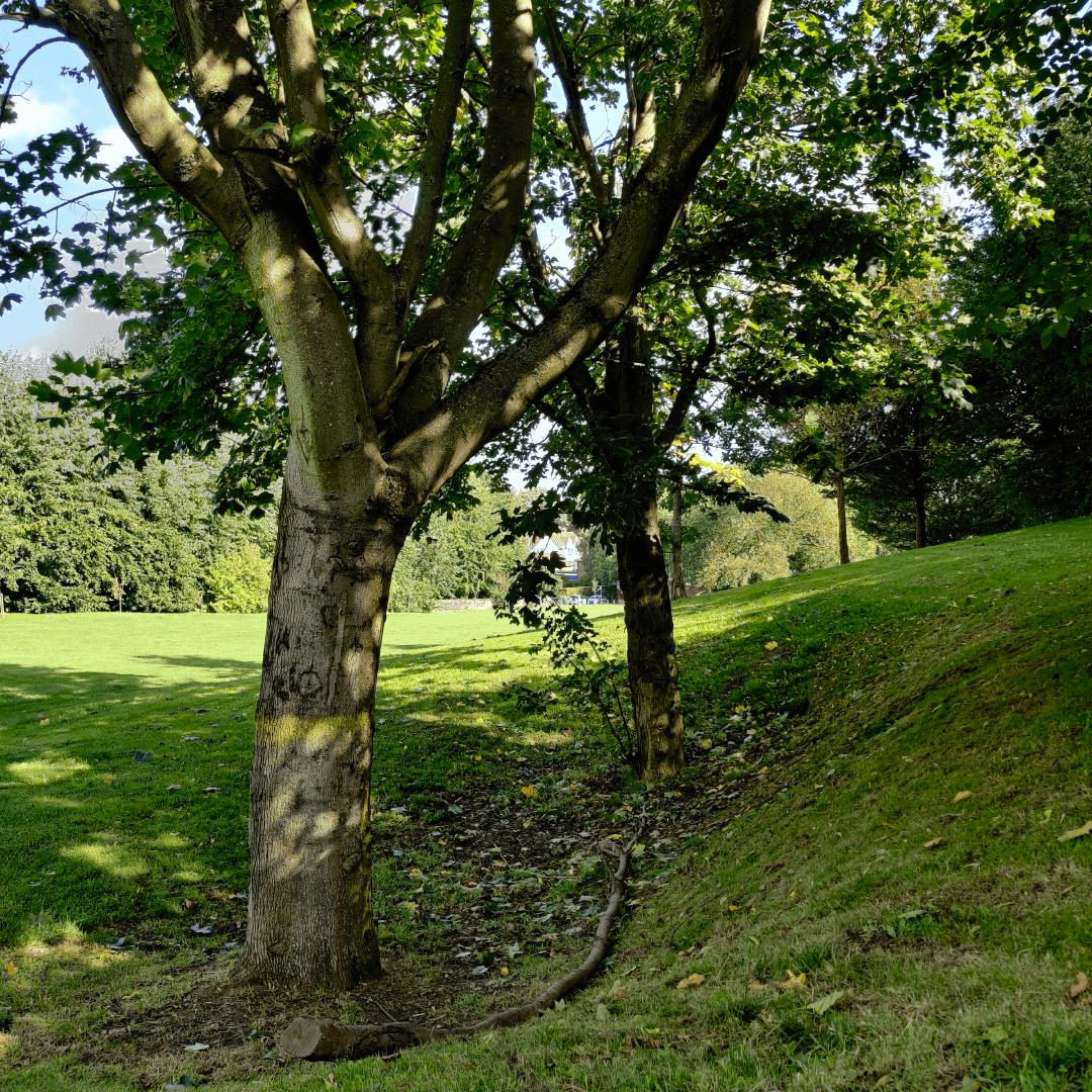 Scratcherd Park