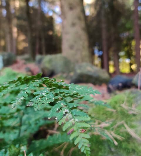 Otley Chevin Forest Park photo of a fern against blurry tree backdrop
