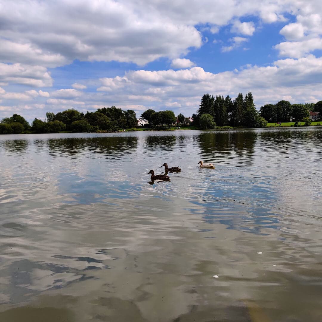 Ducks at Yeadon Tarn Lake