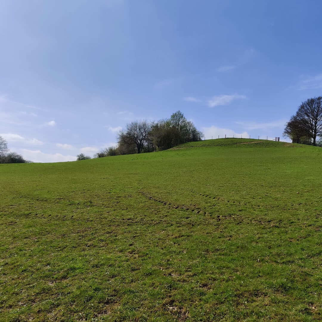 Field above Nan Whins Wood (Sykes Wood)
