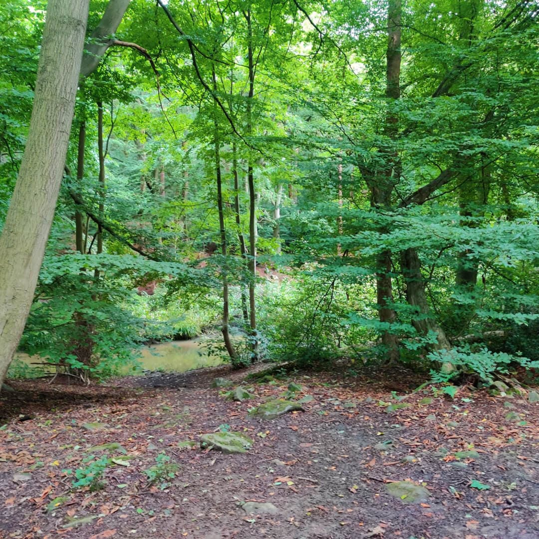 Trees in Scotland Wood