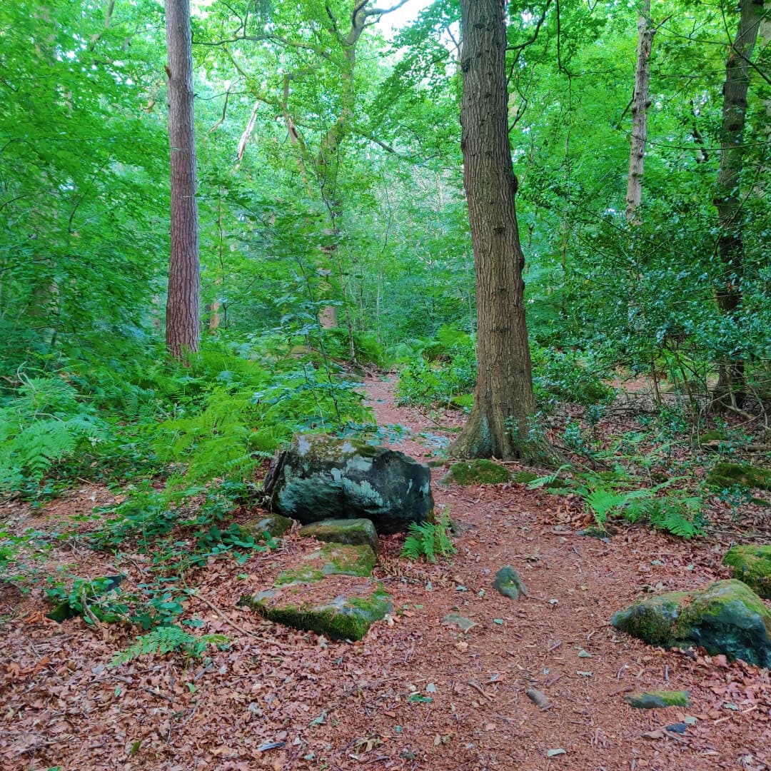 Opening in Scotland Wood