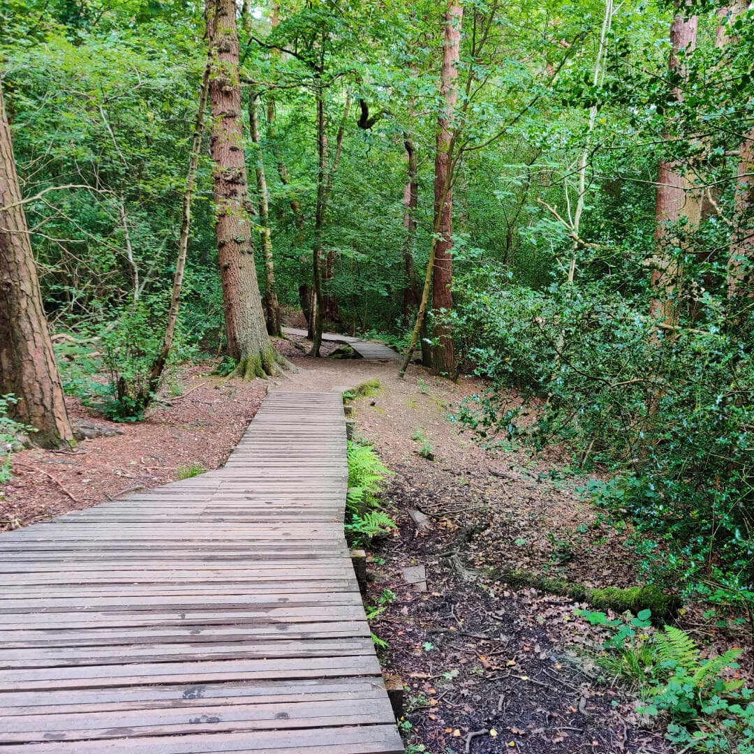 Raised wood path through Scotland Wood