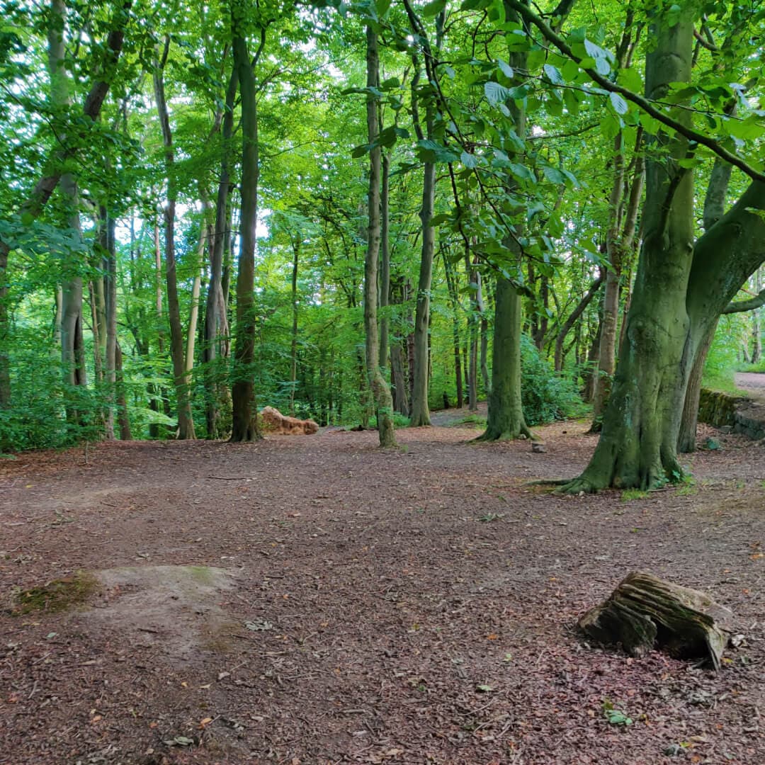 Clearing in Scotland Wood
