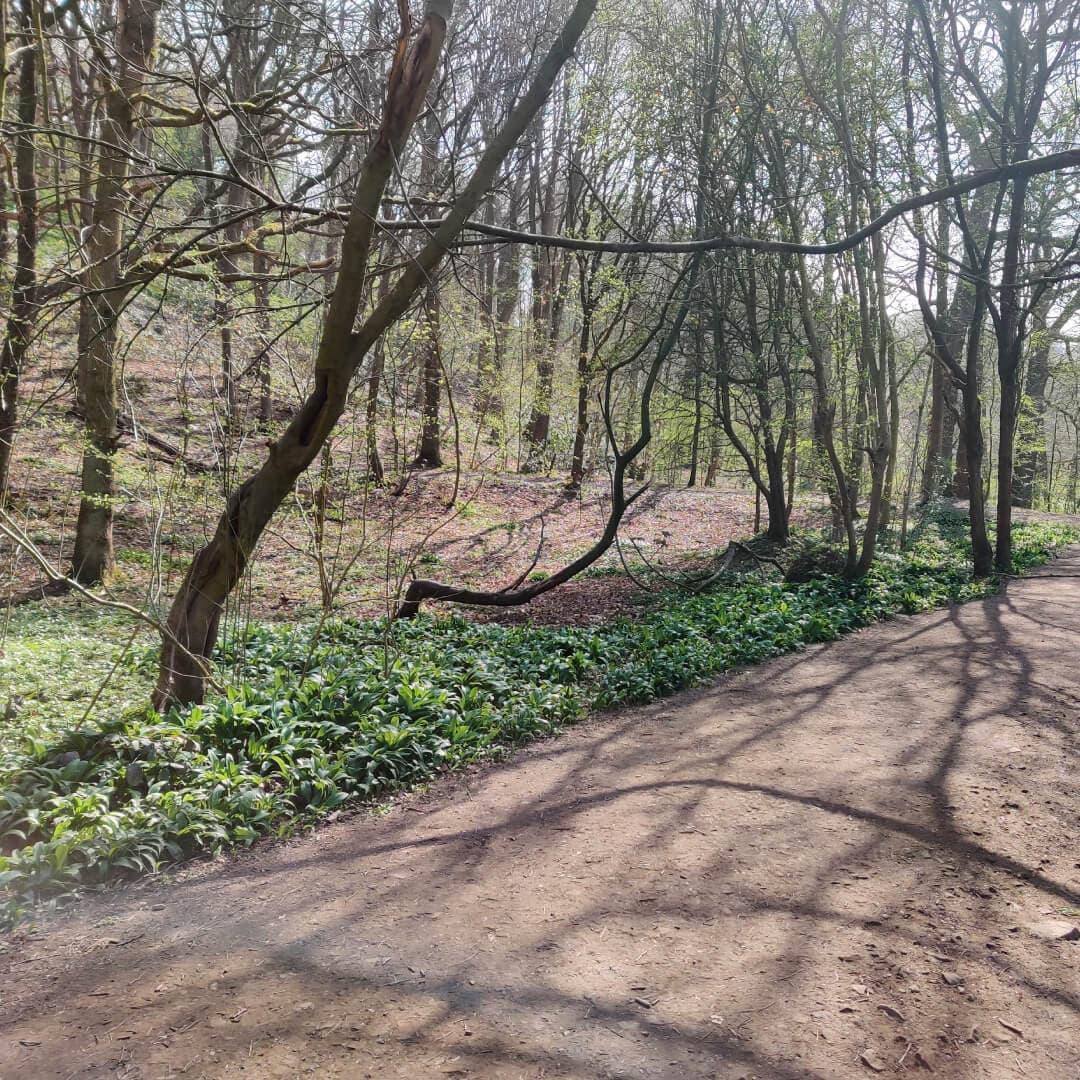 Path through Sykes Wood