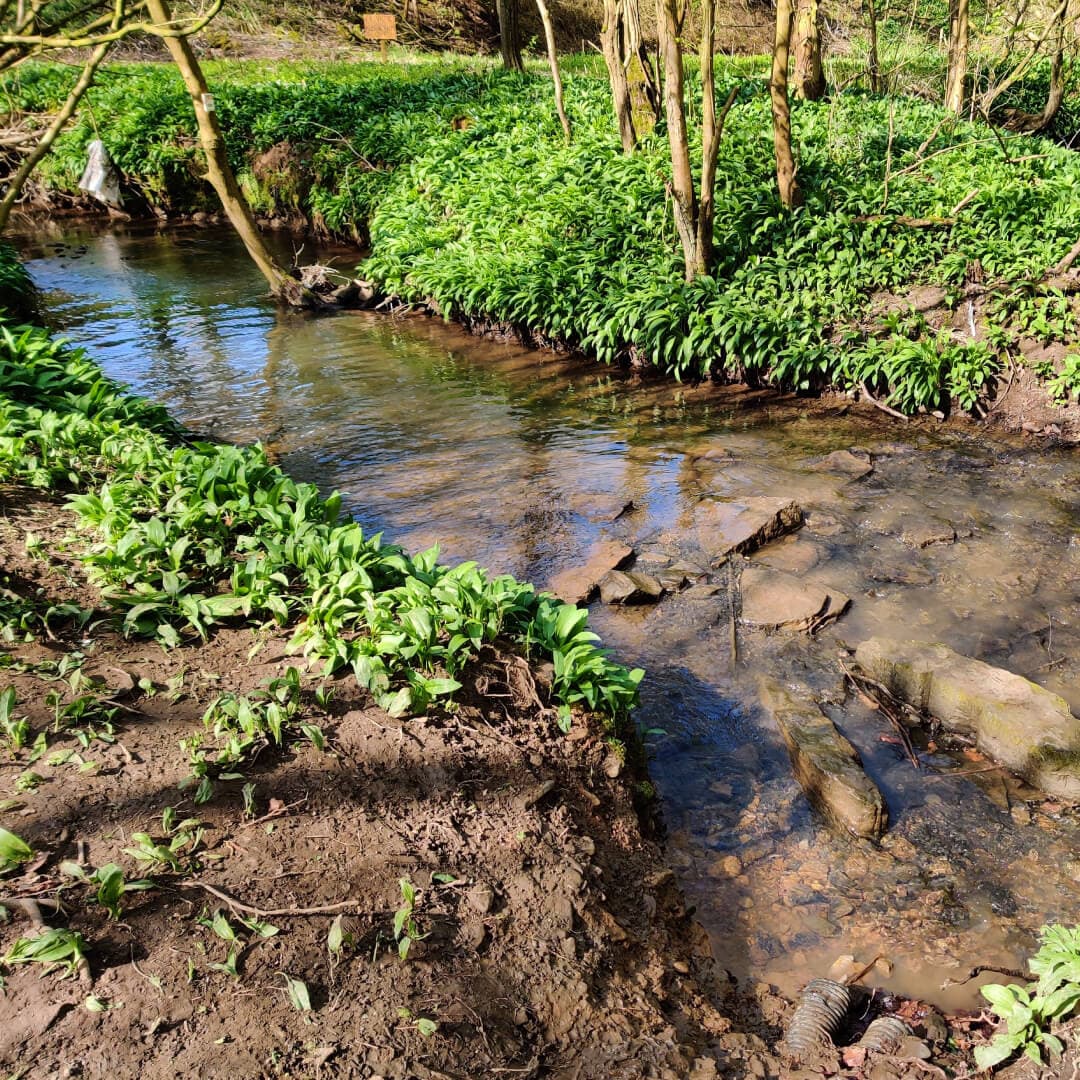 Pudsey Beck in Nan Whins Wood
