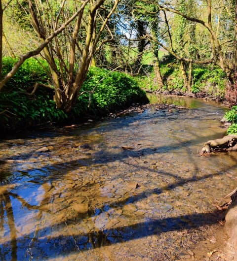 Nan Whins Wood (Sykes Wood) Pudsey Beck