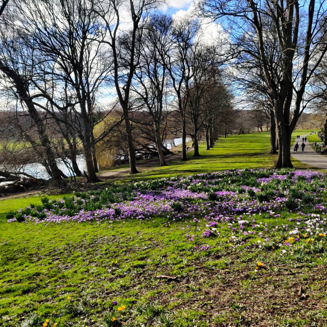 Kirkstall Abbey in Spring flowers by river