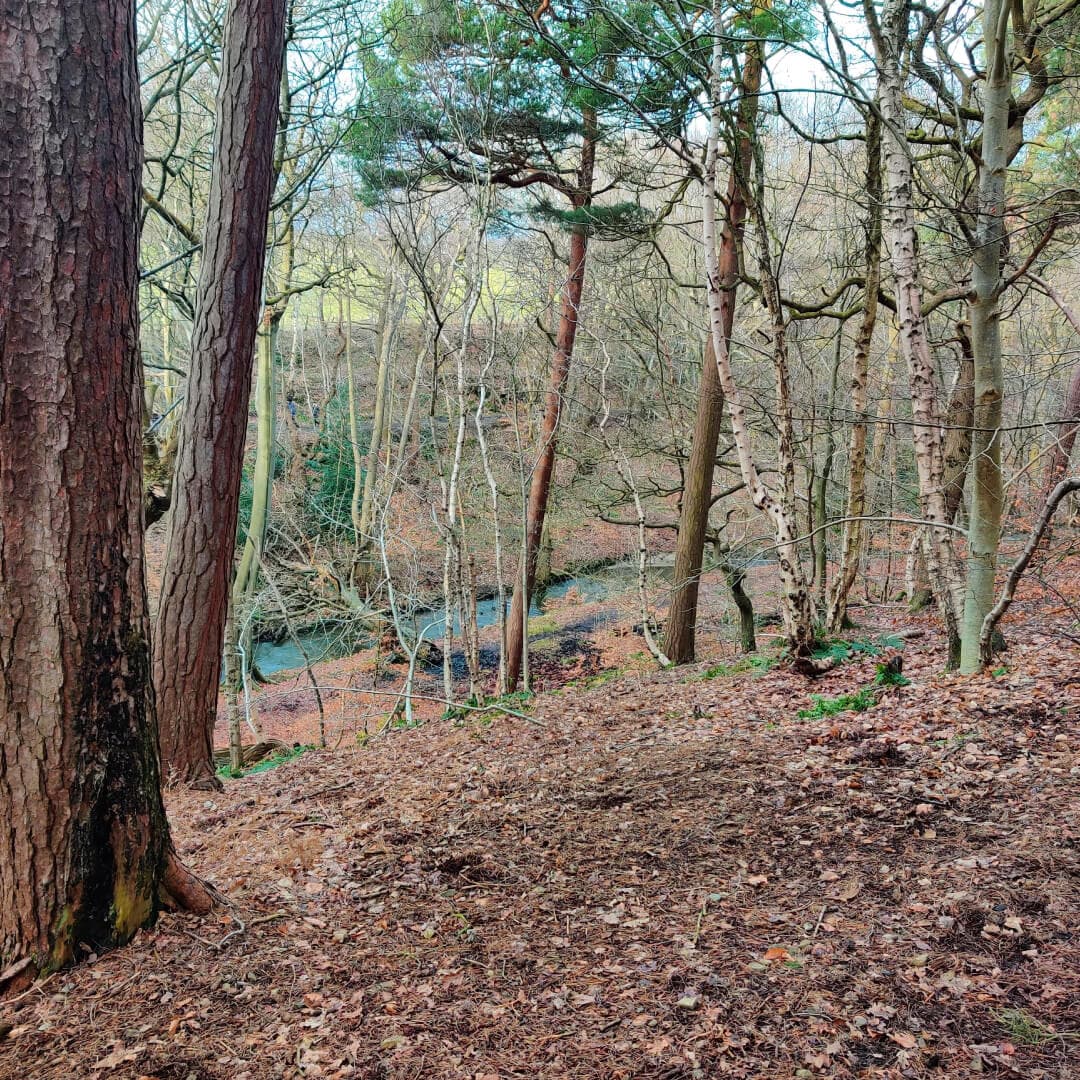 The hill in Scotland Wood looking down to Meanwood Beck