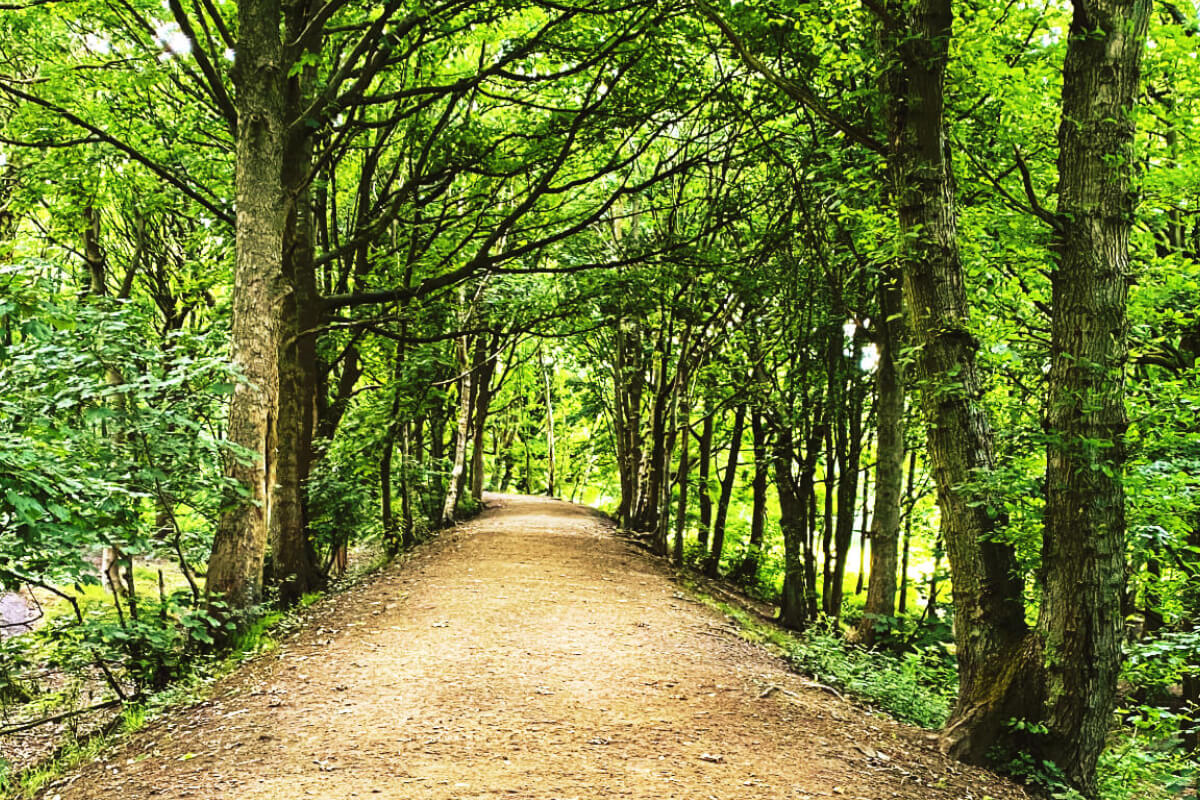 Path though Bramley Fall Woods on a sunny day with a canopy of green leaves