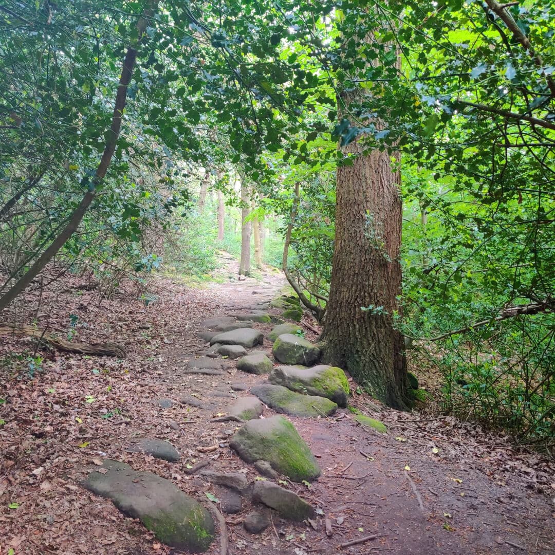Meanwood Park Wood