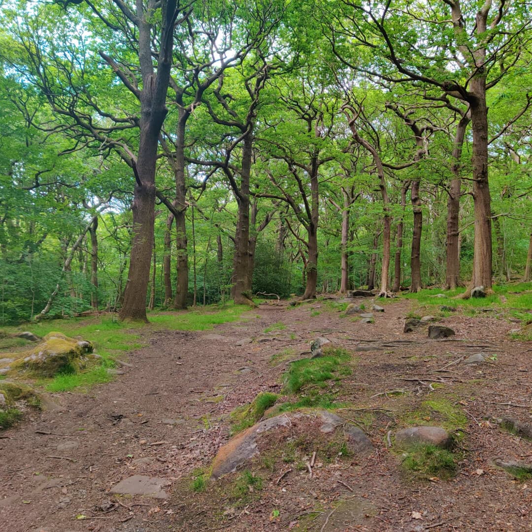 Meanwood Park Wood