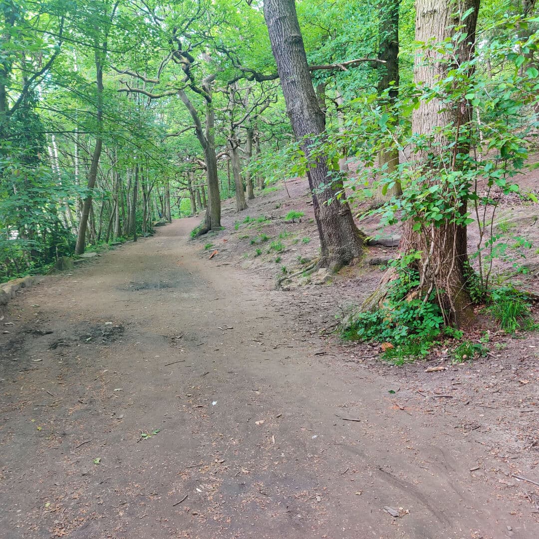 Meanwood Park Wood