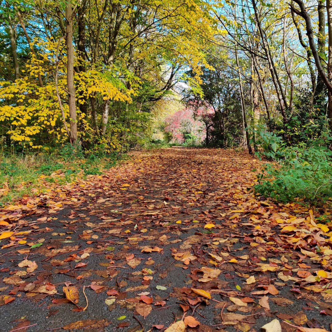 Gotts Park path in Autumn
