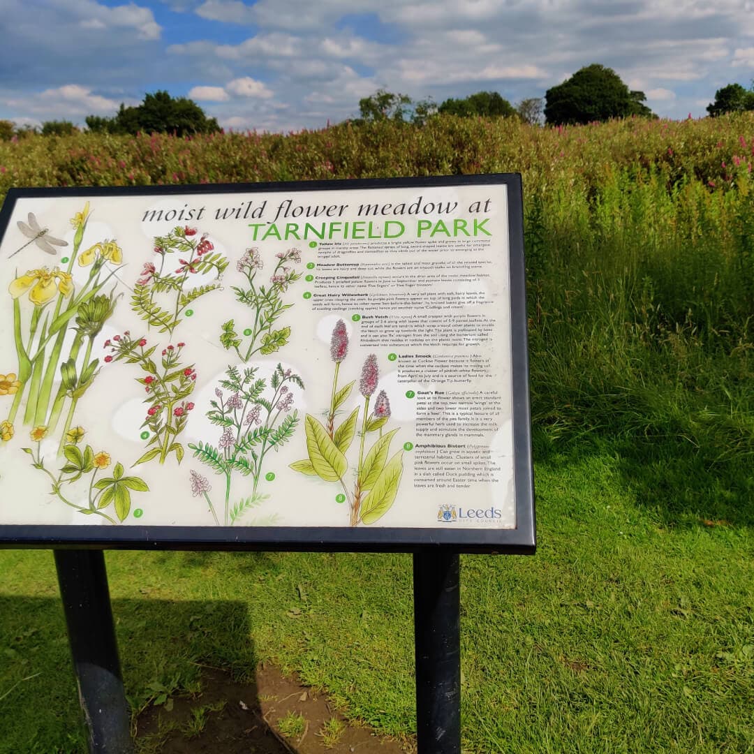 Yeadon Tarnfield Park wild flowers