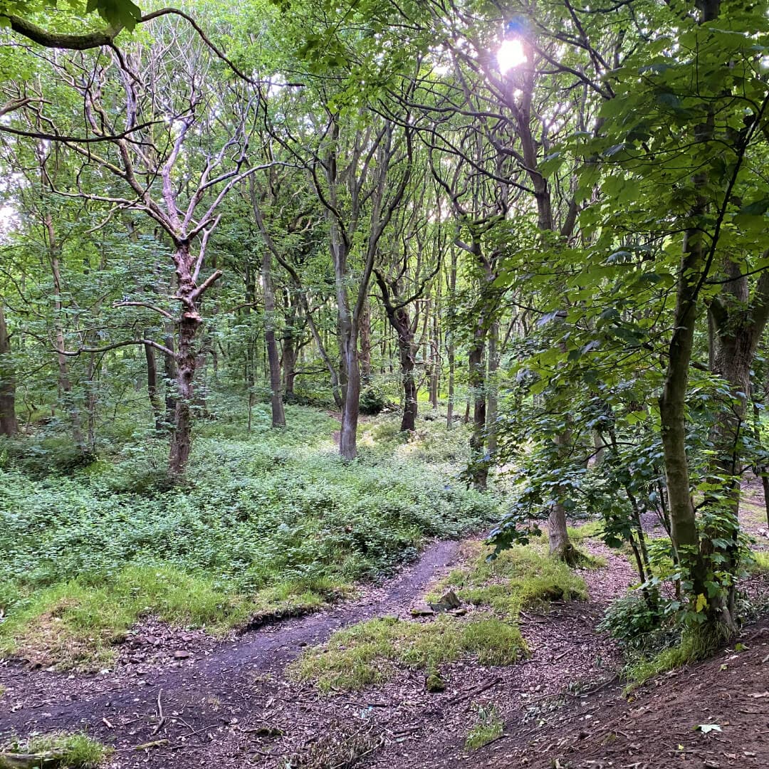 Bramley Fall Woods path and woods