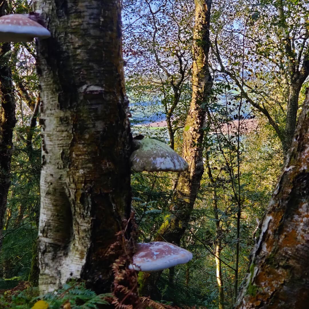Otley Chevin Forest Park dense woodland and mushrooms