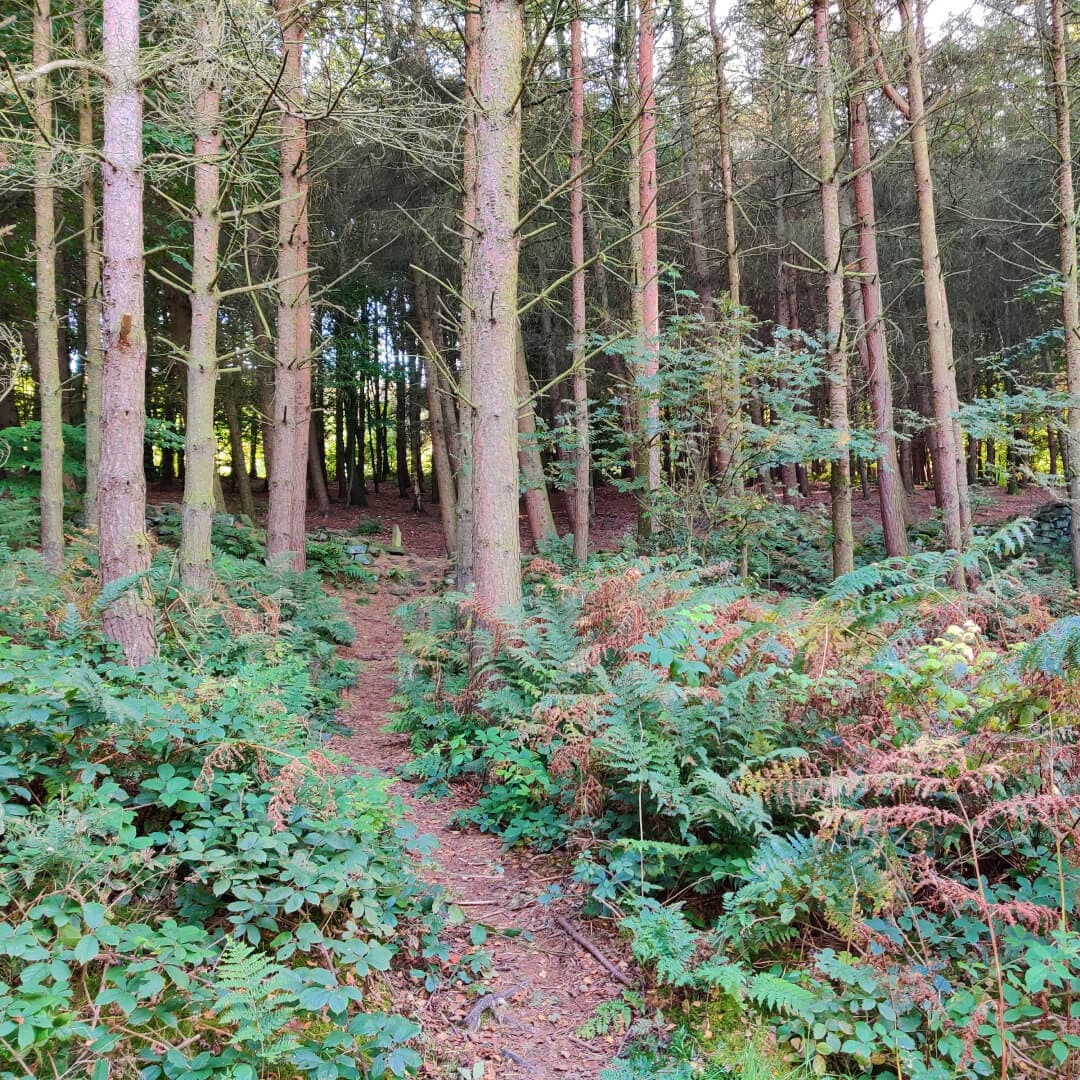 Otley Chevin Forest Park wood with winding path