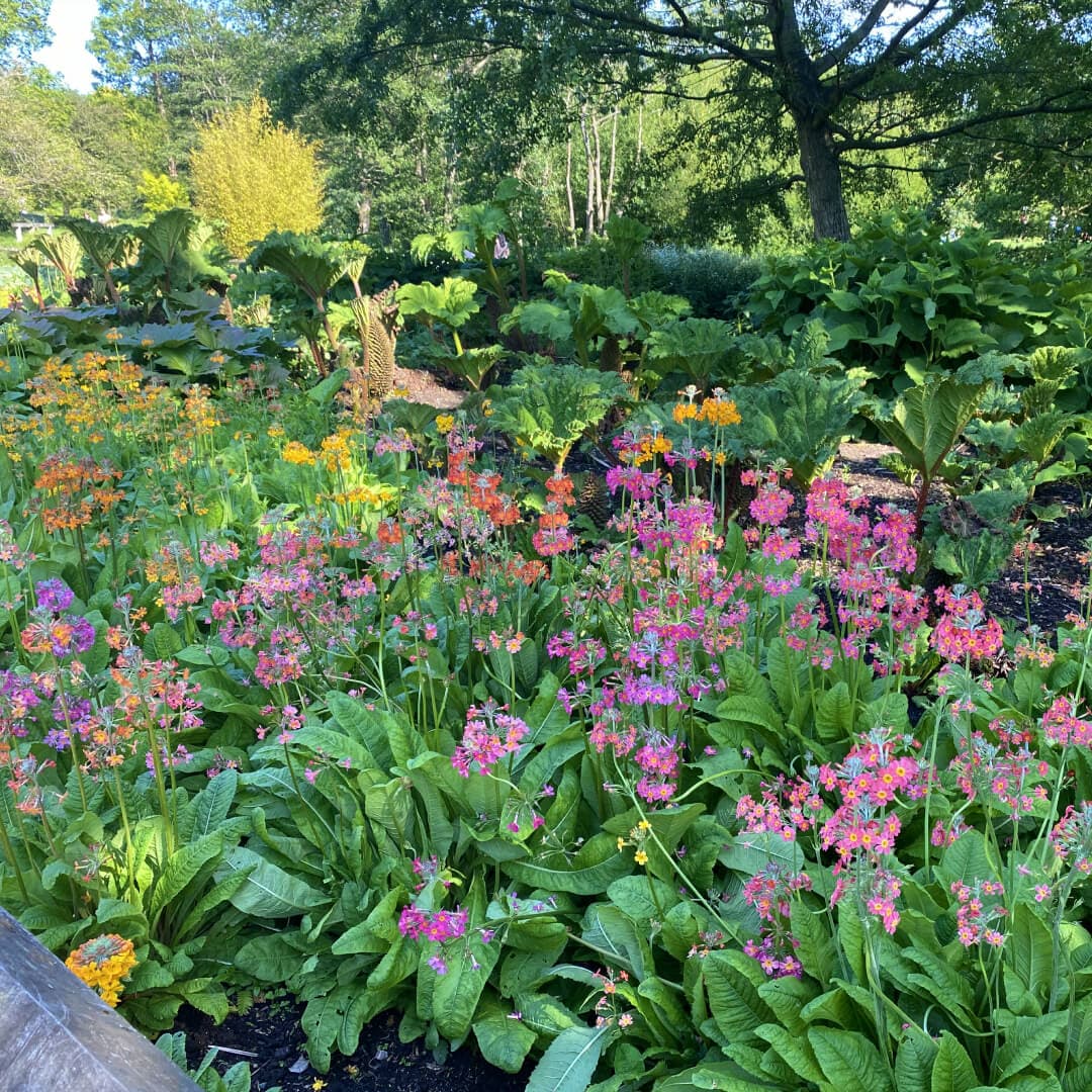 Flowers in bloom during Spring at Golden Acre Park