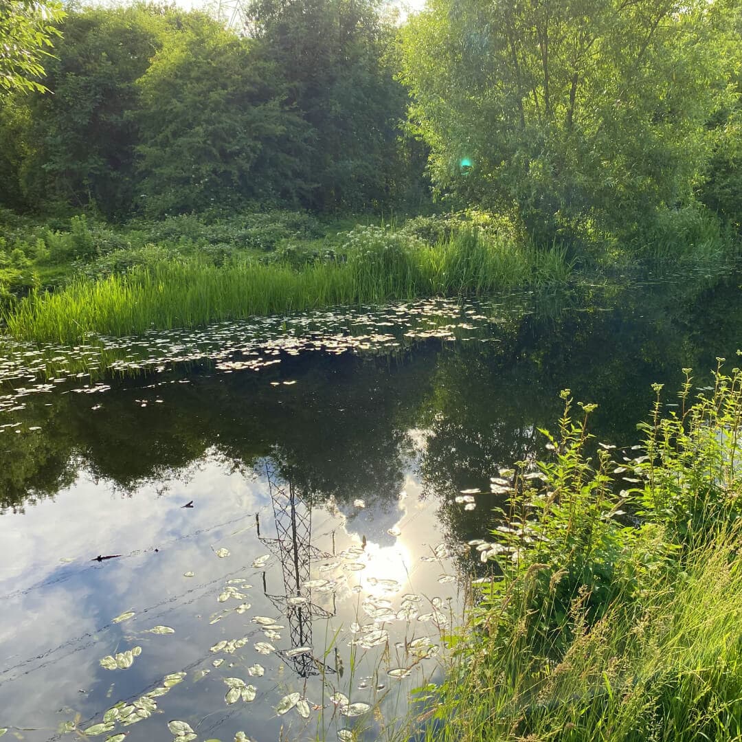 Bramley Fall Woods canal in sunshine