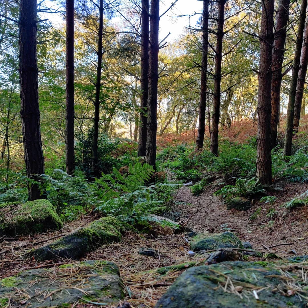 Otley Chevin Forest Park dense woodland
