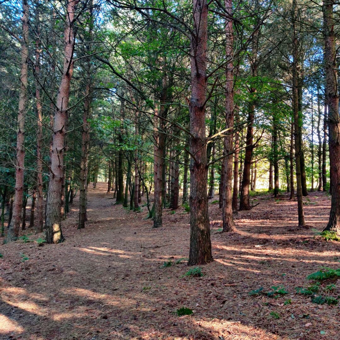 Otley Chevin Forest Park dense woodland