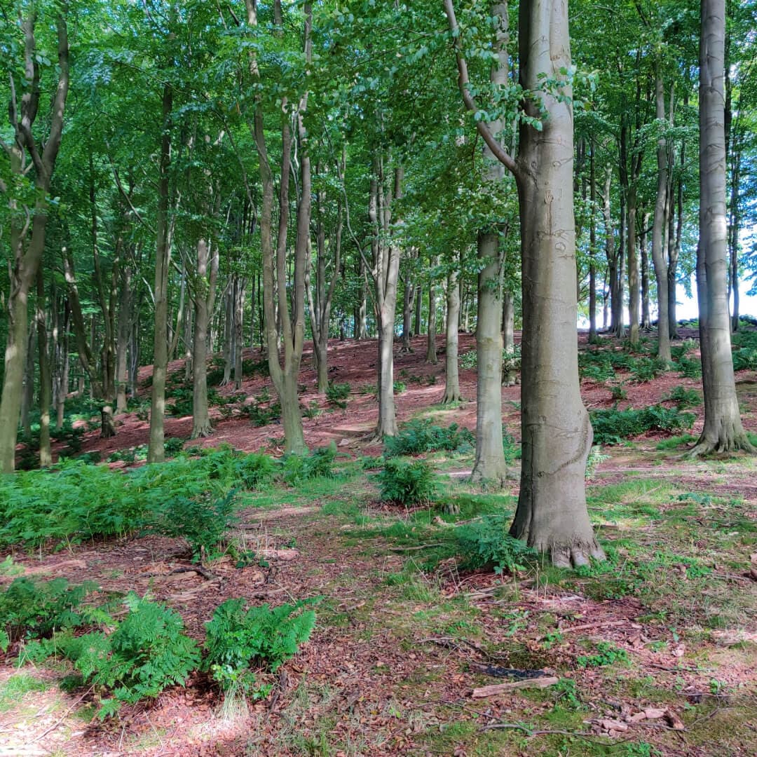 Eccup Reservoir woods