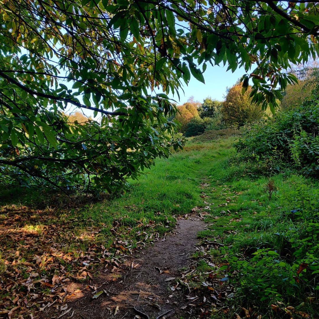Otley Chevin Forest Park wood with winding path
