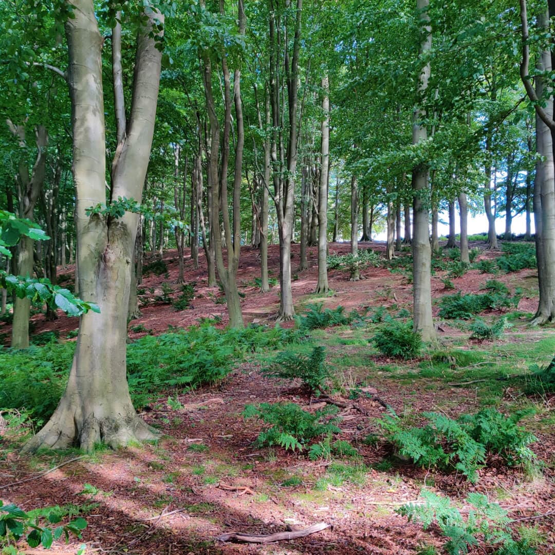 Eccup Reservoir woods