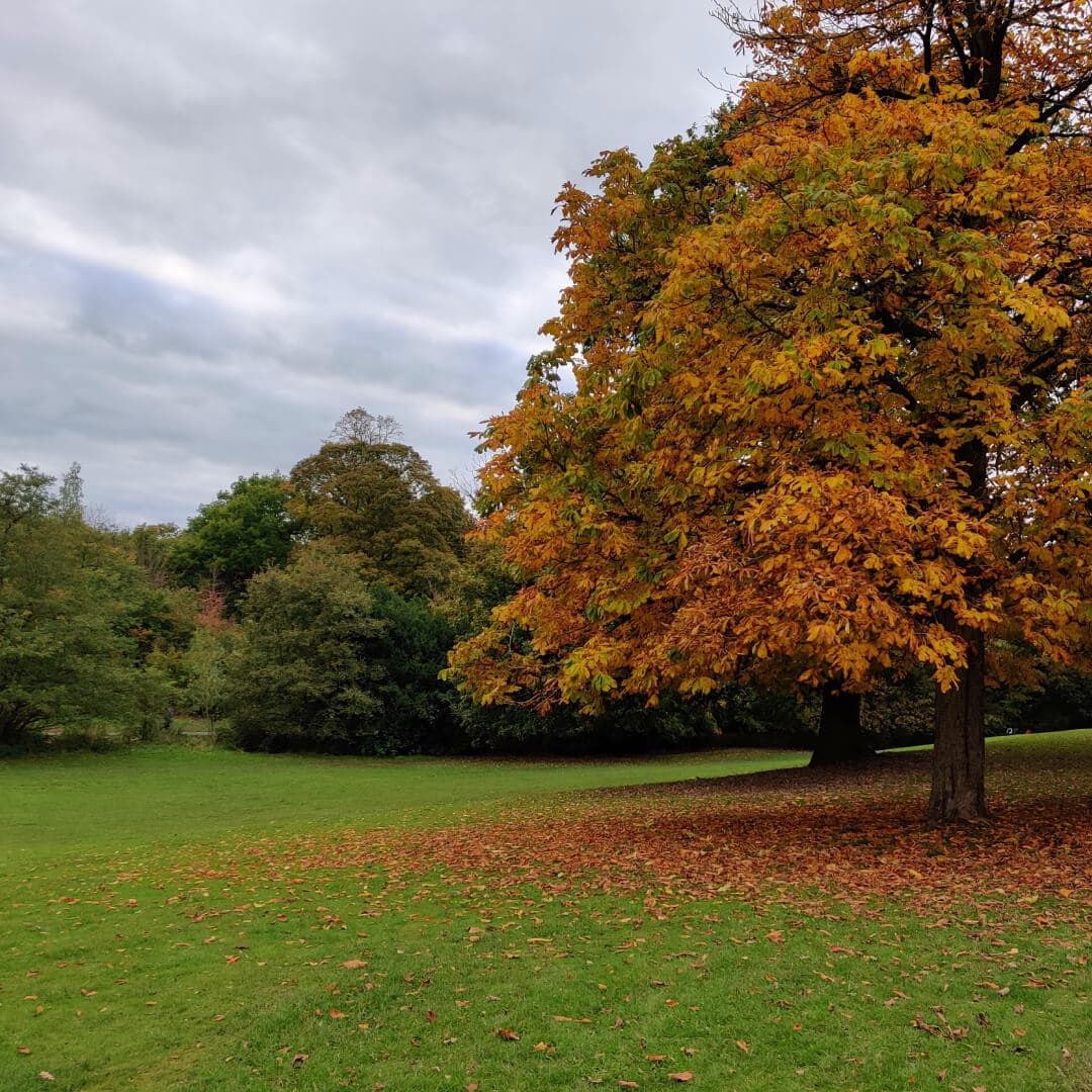Meanwood Park tree in Autumn